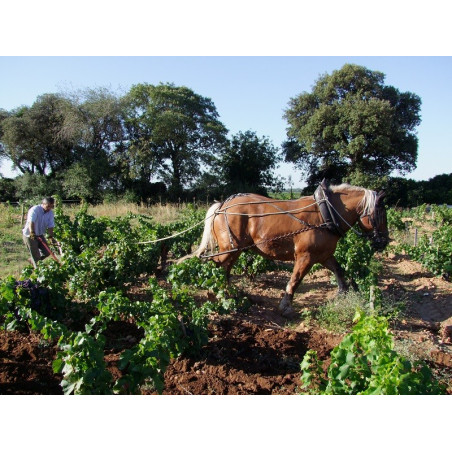 Le Petit Caboche White Vaucluse Rhone Valley Wine by Domaine du Pere Caboche