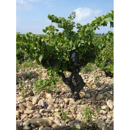 Le Petit Caboche White Vaucluse Rhone Valley Wine by Domaine du Pere Caboche